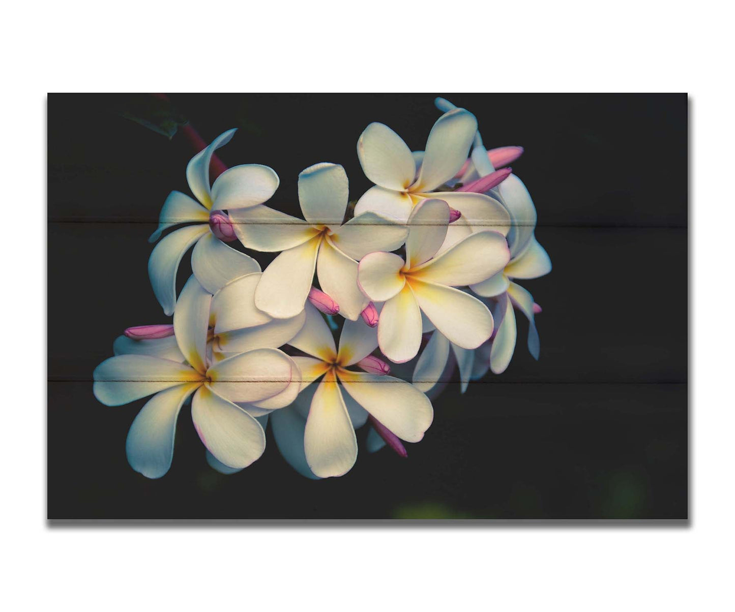 A photo of a cluster of white plumeria blooms with yellow centers, alongside closed pink blossoms. Printed on a box board.