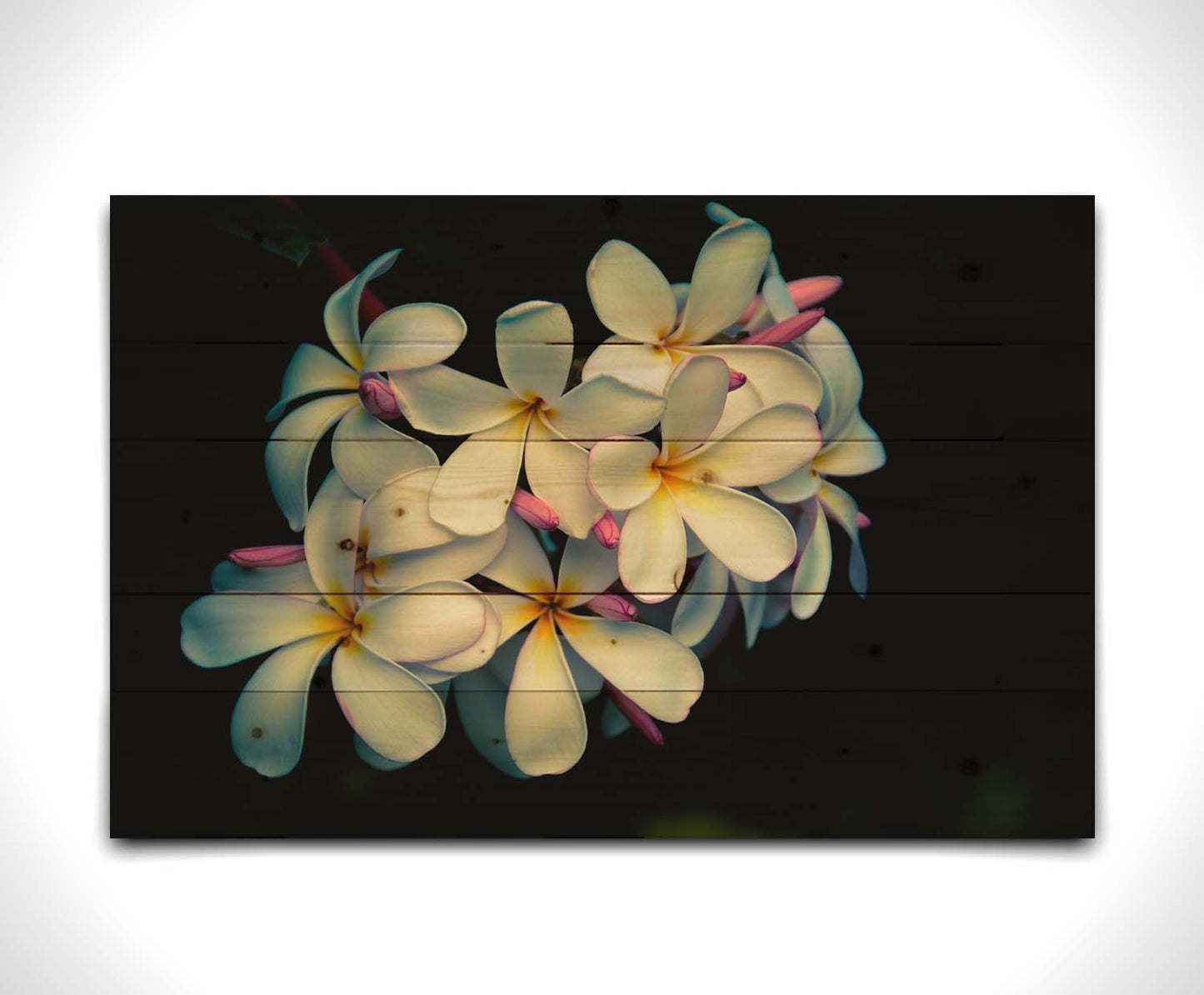 A photo of a cluster of white plumeria blooms with yellow centers, alongside closed pink blossoms. Printed on a wood pallet.