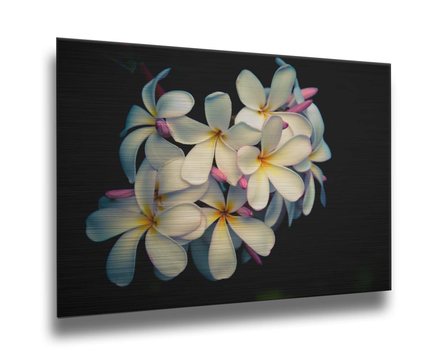 A photo of a cluster of white plumeria blooms with yellow centers, alongside closed pink blossoms. Printed on metal.