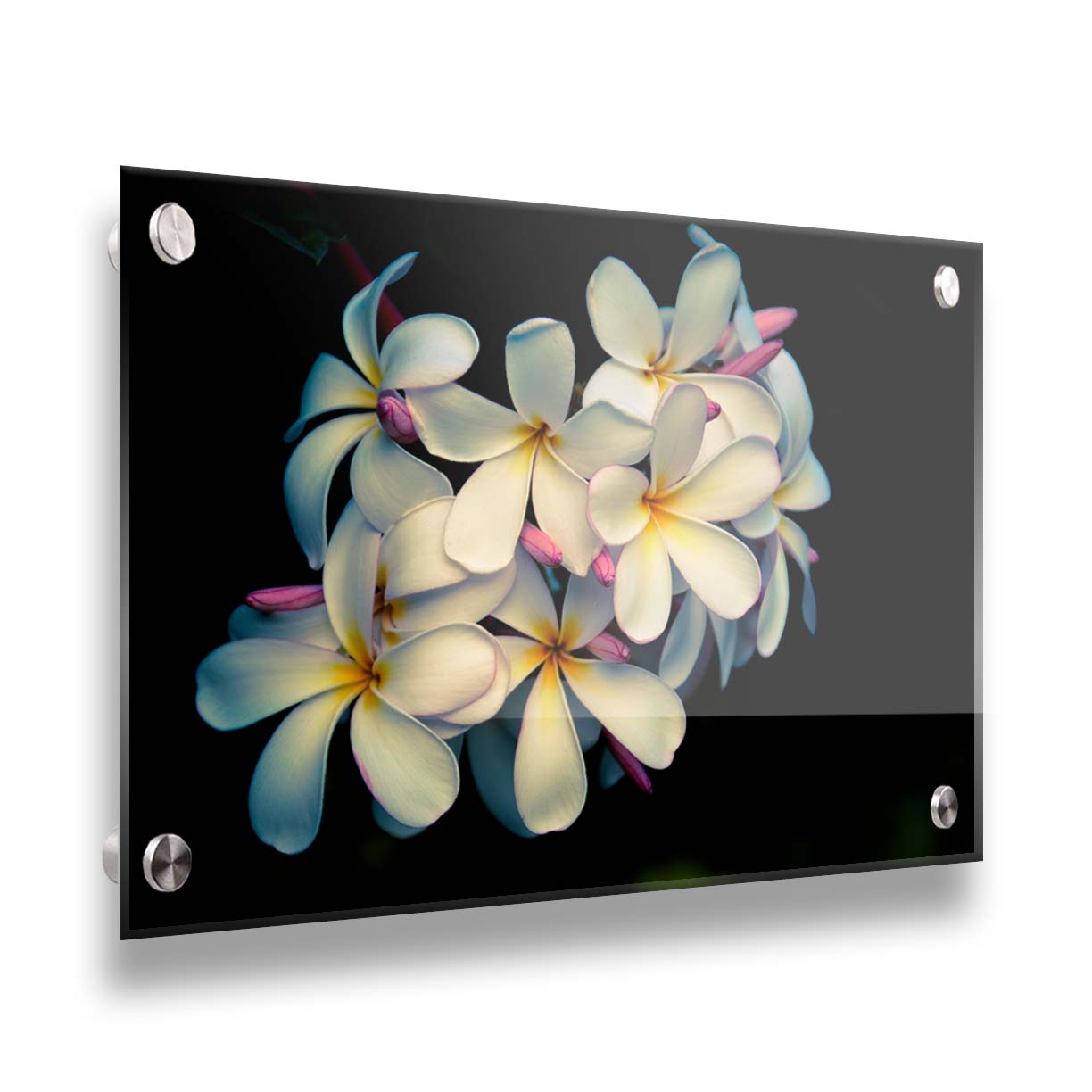 A photo of a cluster of white plumeria blooms with yellow centers, alongside closed pink blossoms. Printed on acrylic.