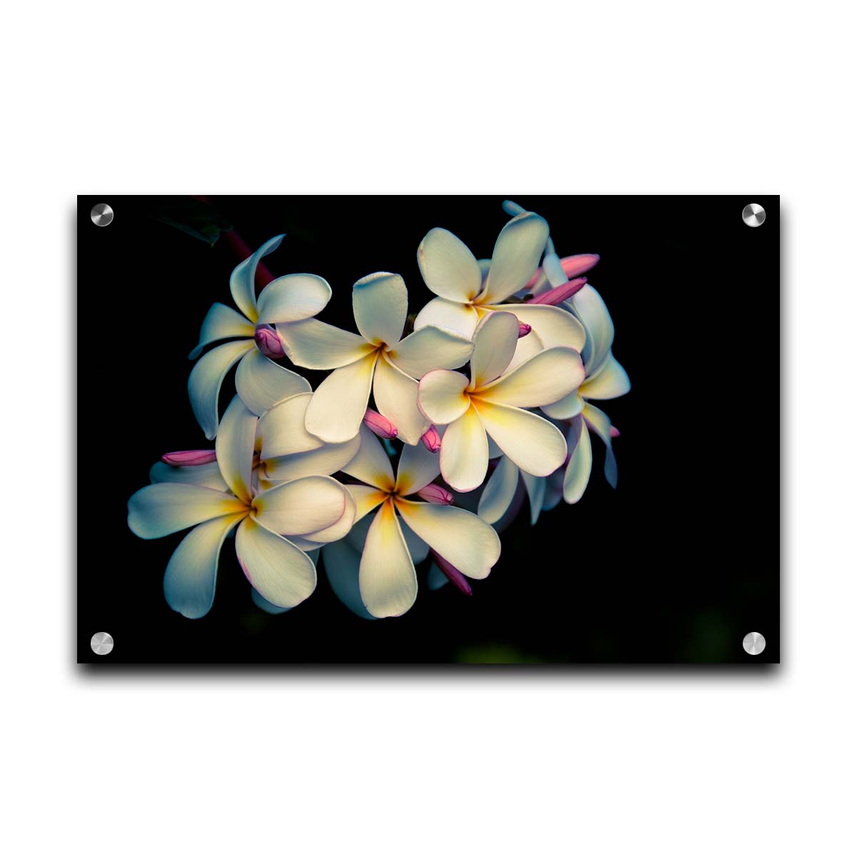 A photo of a cluster of white plumeria blooms with yellow centers, alongside closed pink blossoms. Printed on acrylic.