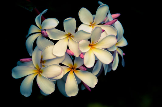 A photo of a cluster of white plumeria blooms with yellow centers, alongside closed pink blossoms.