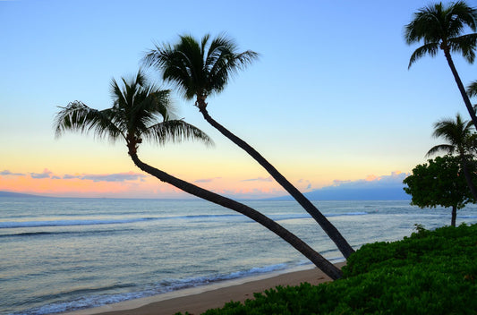 A photo of palm trees silhouetted against the sunrise sky of Hawaiʻi. 