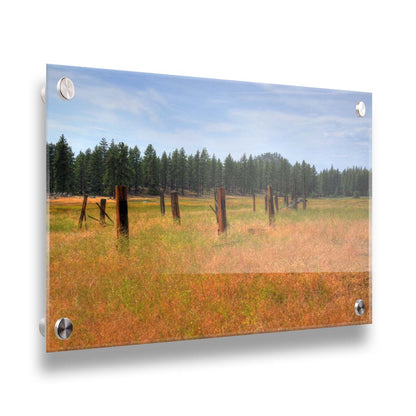 A photo of the old remains of a wooden fence among grasses. A forest can be seen in the background. Printed on acrylic.