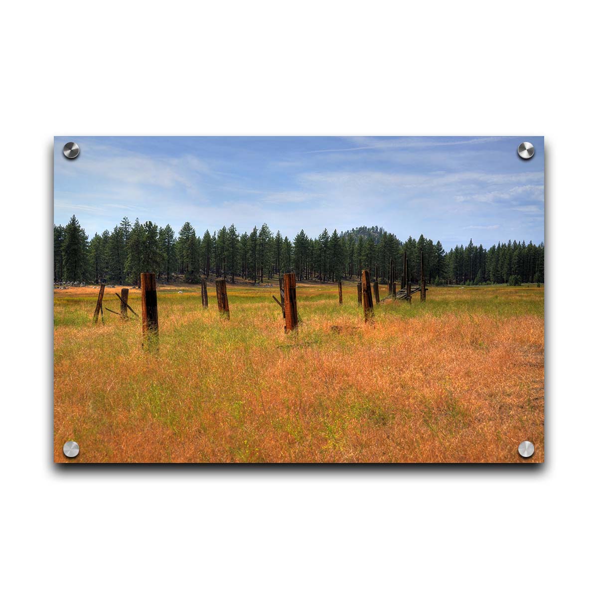 A photo of the old remains of a wooden fence among grasses. A forest can be seen in the background. Printed on acrylic.