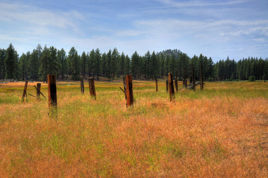 A photo of the old remains of a wooden fence among grasses. A forest can be seen in the background.