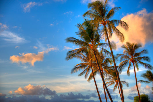 A photo looking up at several palm trees set against a bright blue sky.