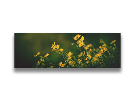 A panoramic photo of a bunch of small, yellow wildflowers in high contrast to a dark green background and vignette. Printed on canvas.