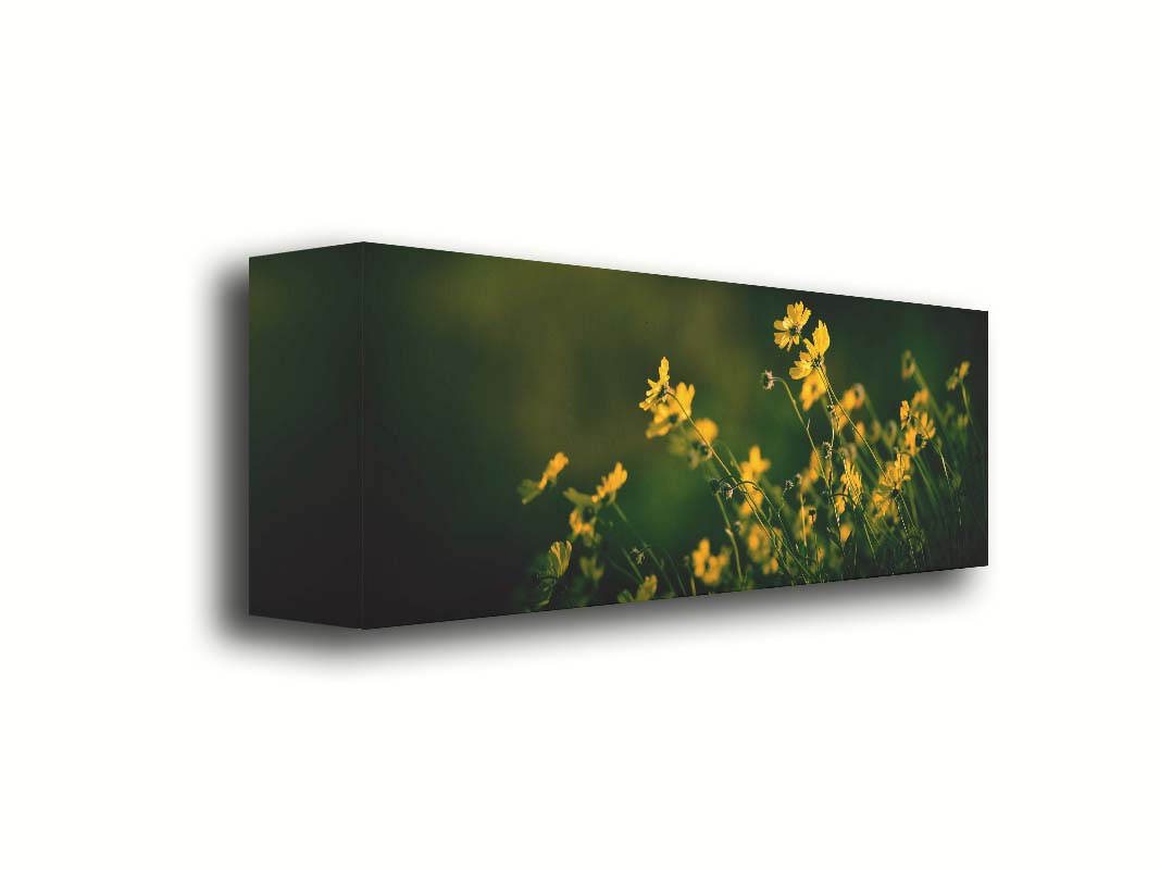 A panoramic photo of a bunch of small, yellow wildflowers in high contrast to a dark green background and vignette. Printed on canvas.