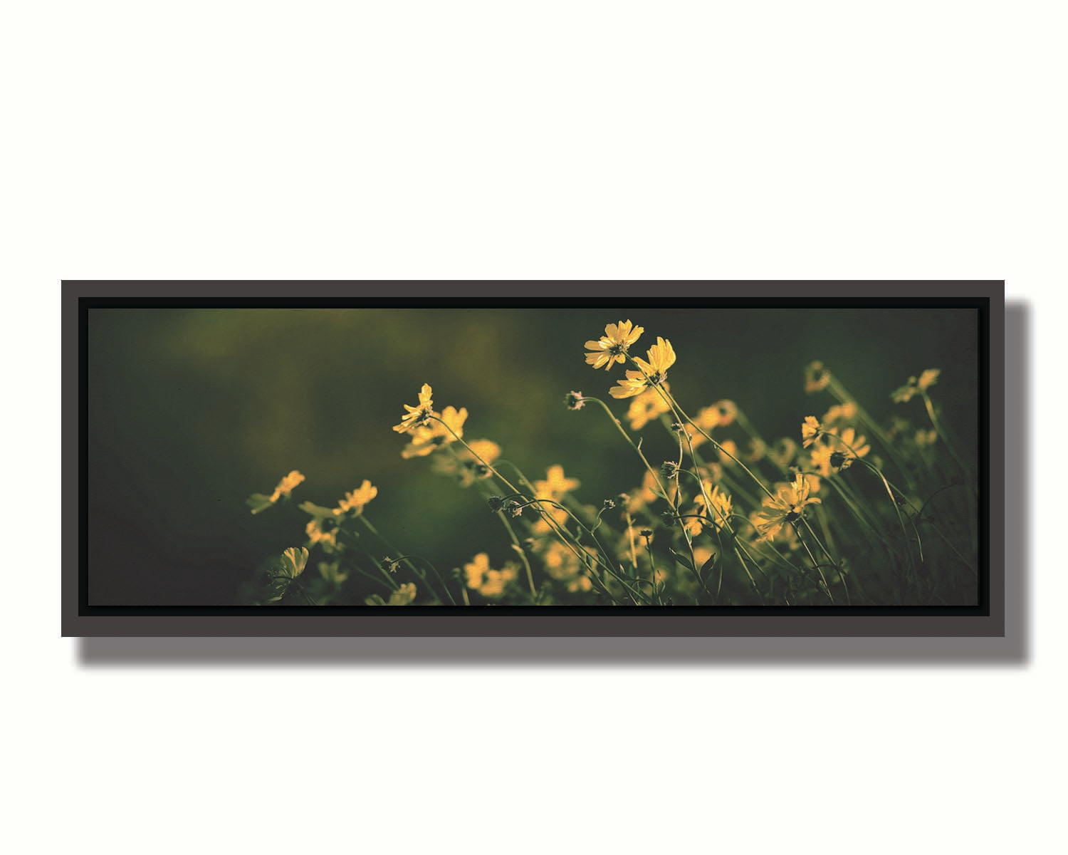 A panoramic photo of a bunch of small, yellow wildflowers in high contrast to a dark green background and vignette. Printed on canvas in a float frame.