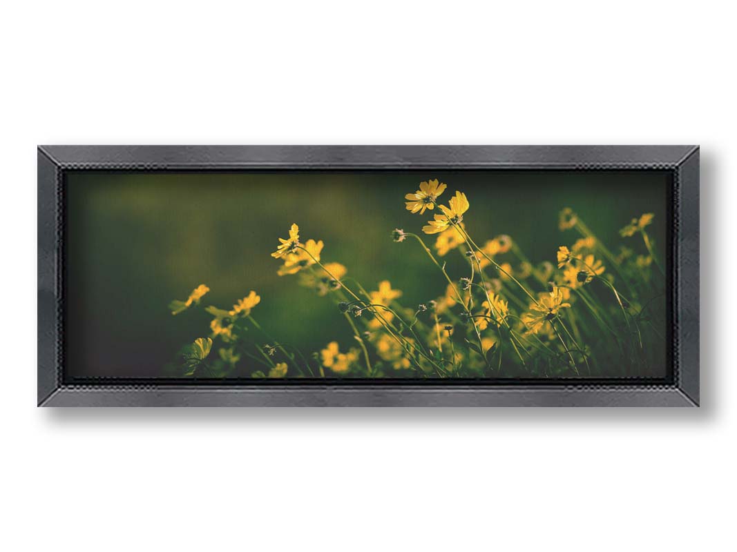 A panoramic photo of a bunch of small, yellow wildflowers in high contrast to a dark green background and vignette. Printed on canvas and framed.