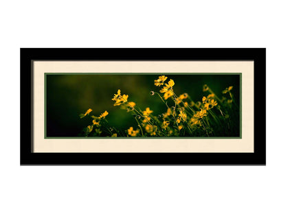 A panoramic photo of a bunch of small, yellow wildflowers in high contrast to a dark green background and vignette. Printed on paper, matted, and framed.