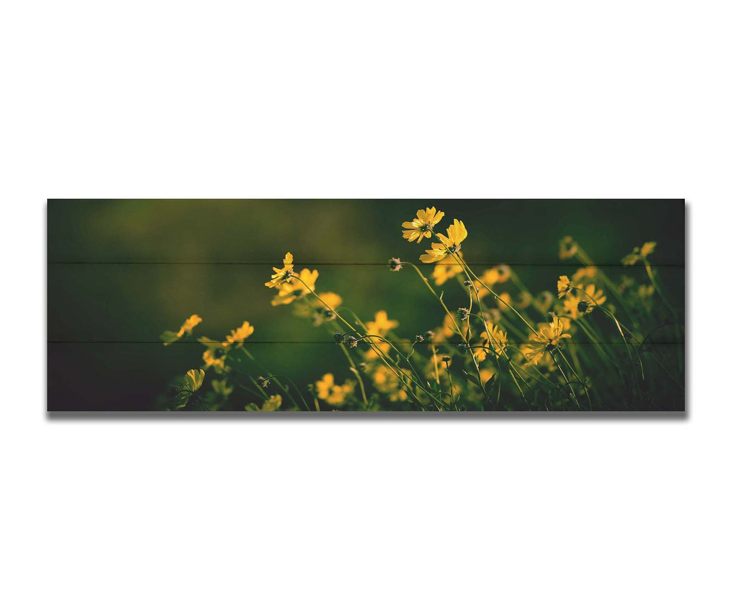 A panoramic photo of a bunch of small, yellow wildflowers in high contrast to a dark green background and vignette. Printed on a box board.