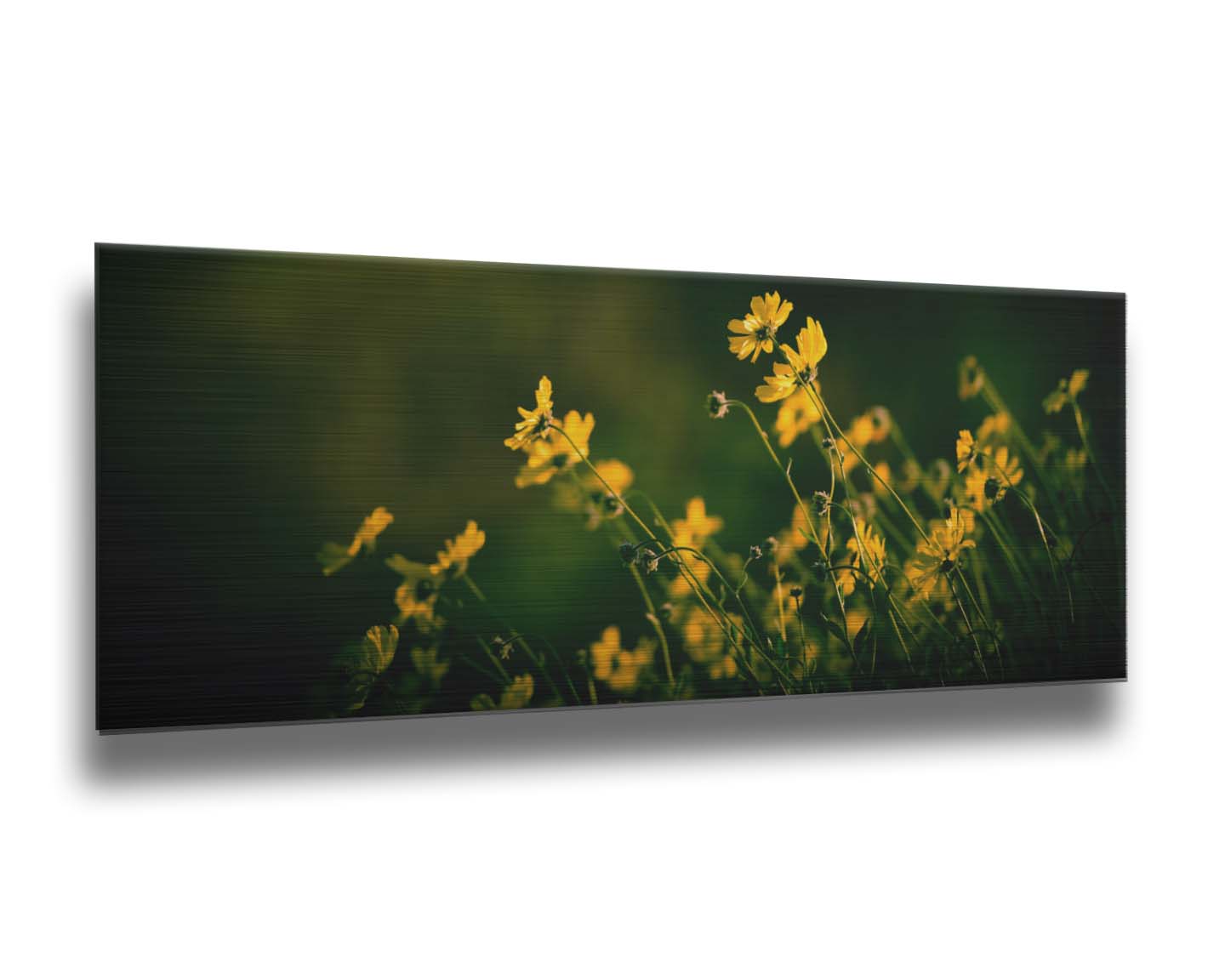 A panoramic photo of a bunch of small, yellow wildflowers in high contrast to a dark green background and vignette. Printed on metal.