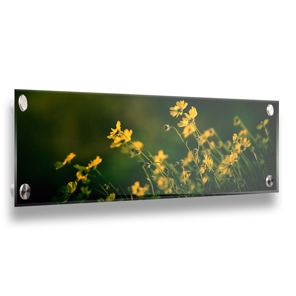 A panoramic photo of a bunch of small, yellow wildflowers in high contrast to a dark green background and vignette. Printed on acrylic.