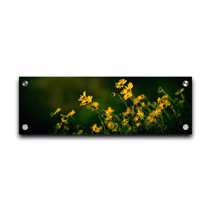 A panoramic photo of a bunch of small, yellow wildflowers in high contrast to a dark green background and vignette. Printed on acrylic.