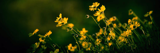 A panoramic photo of a bunch of small, yellow wildflowers in high contrast to a dark green background and vignette. 