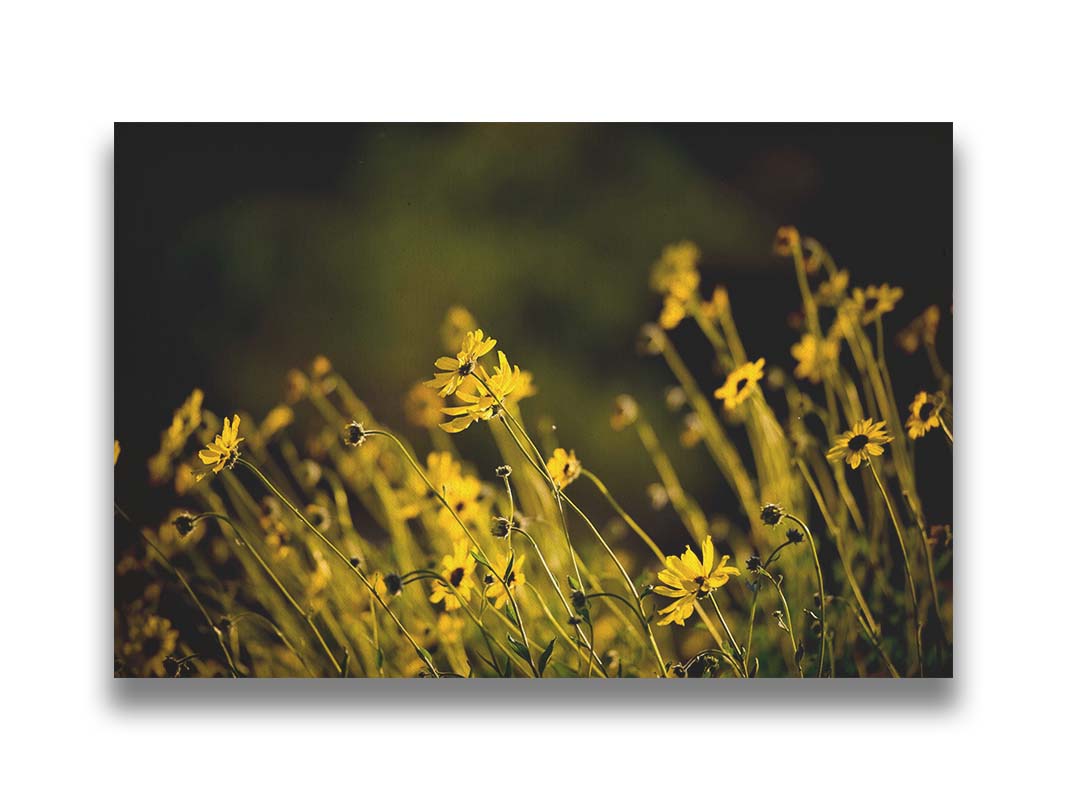 A photo of a bunch of small, yellow wildflowers in high contrast to a dark green background and vignette. Printed on canvas.