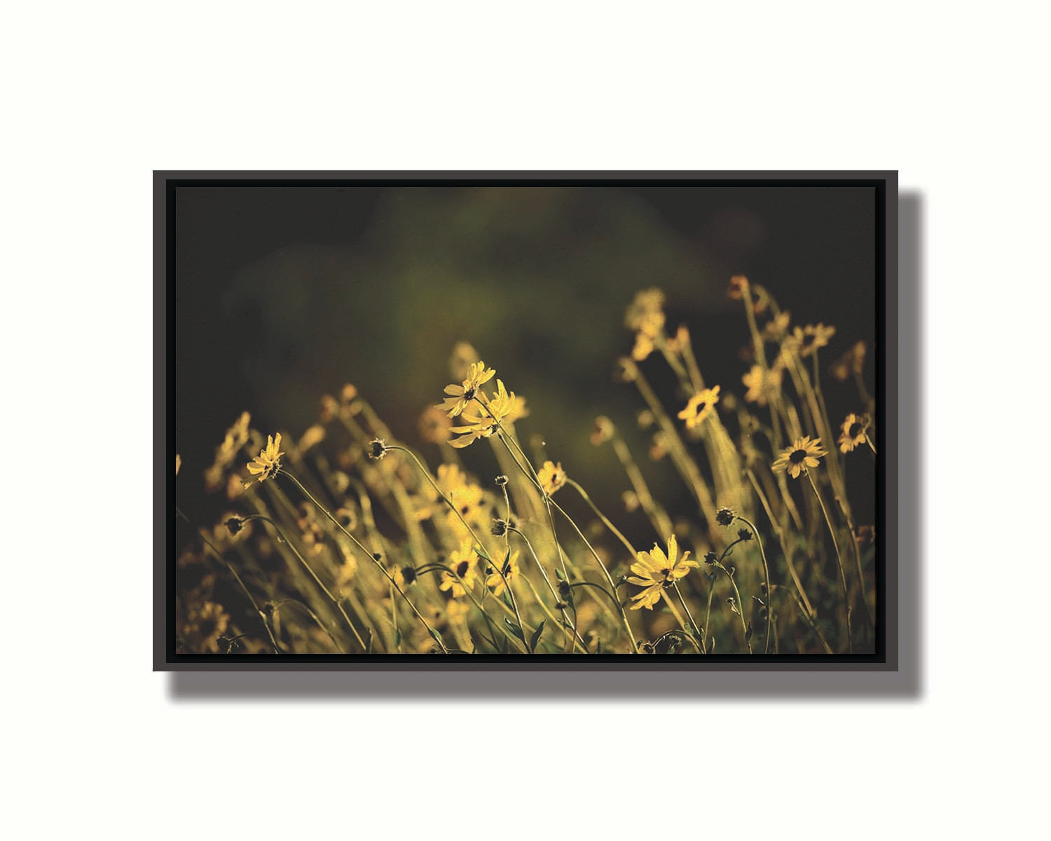 A photo of a bunch of small, yellow wildflowers in high contrast to a dark green background and vignette. Printed on canvas in a float frame.