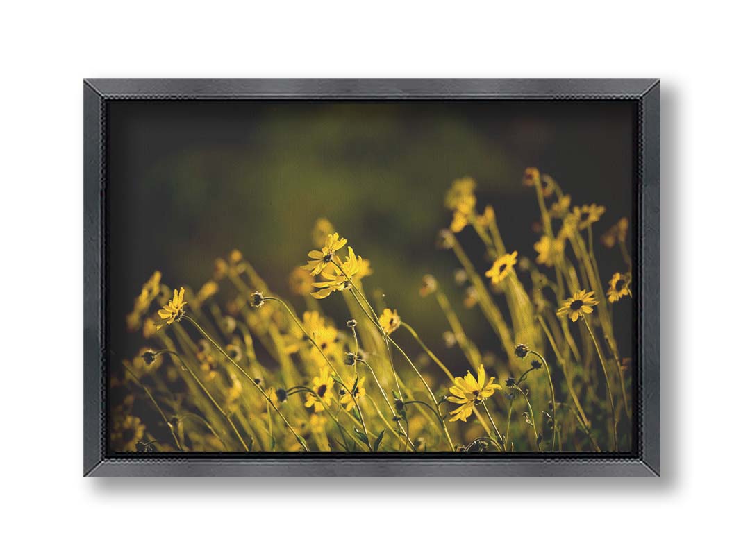 A photo of a bunch of small, yellow wildflowers in high contrast to a dark green background and vignette. Printed on canvas and framed.