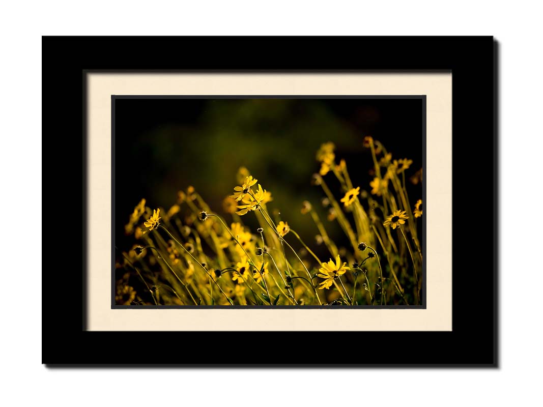 A photo of a bunch of small, yellow wildflowers in high contrast to a dark green background and vignette. Printed on paper, matted, and framed.