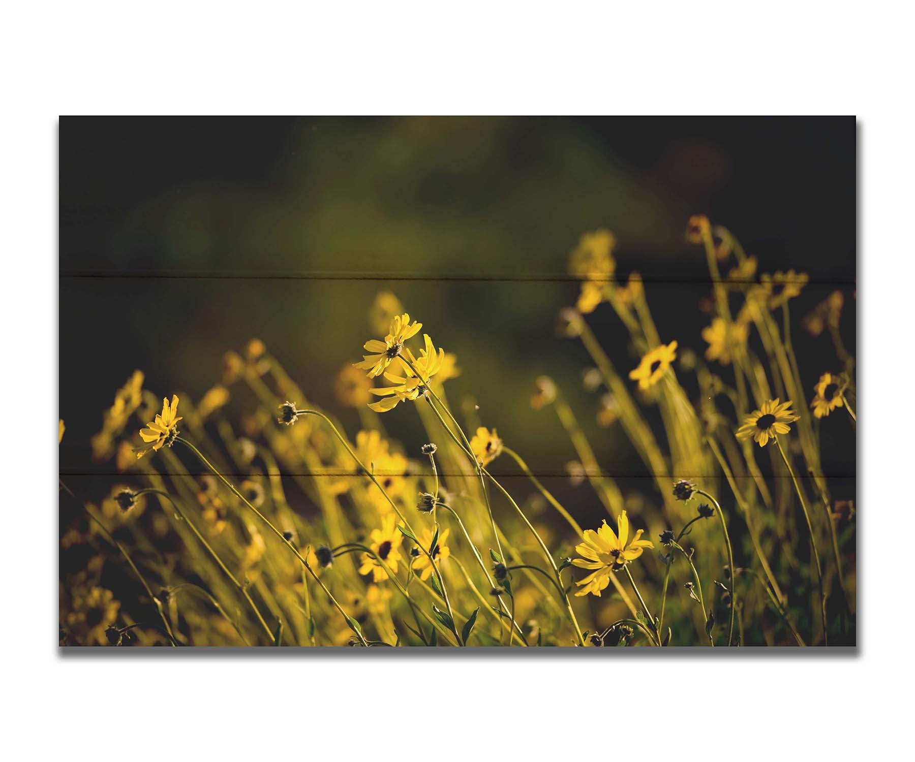 A photo of a bunch of small, yellow wildflowers in high contrast to a dark green background and vignette. Printed on a box board.