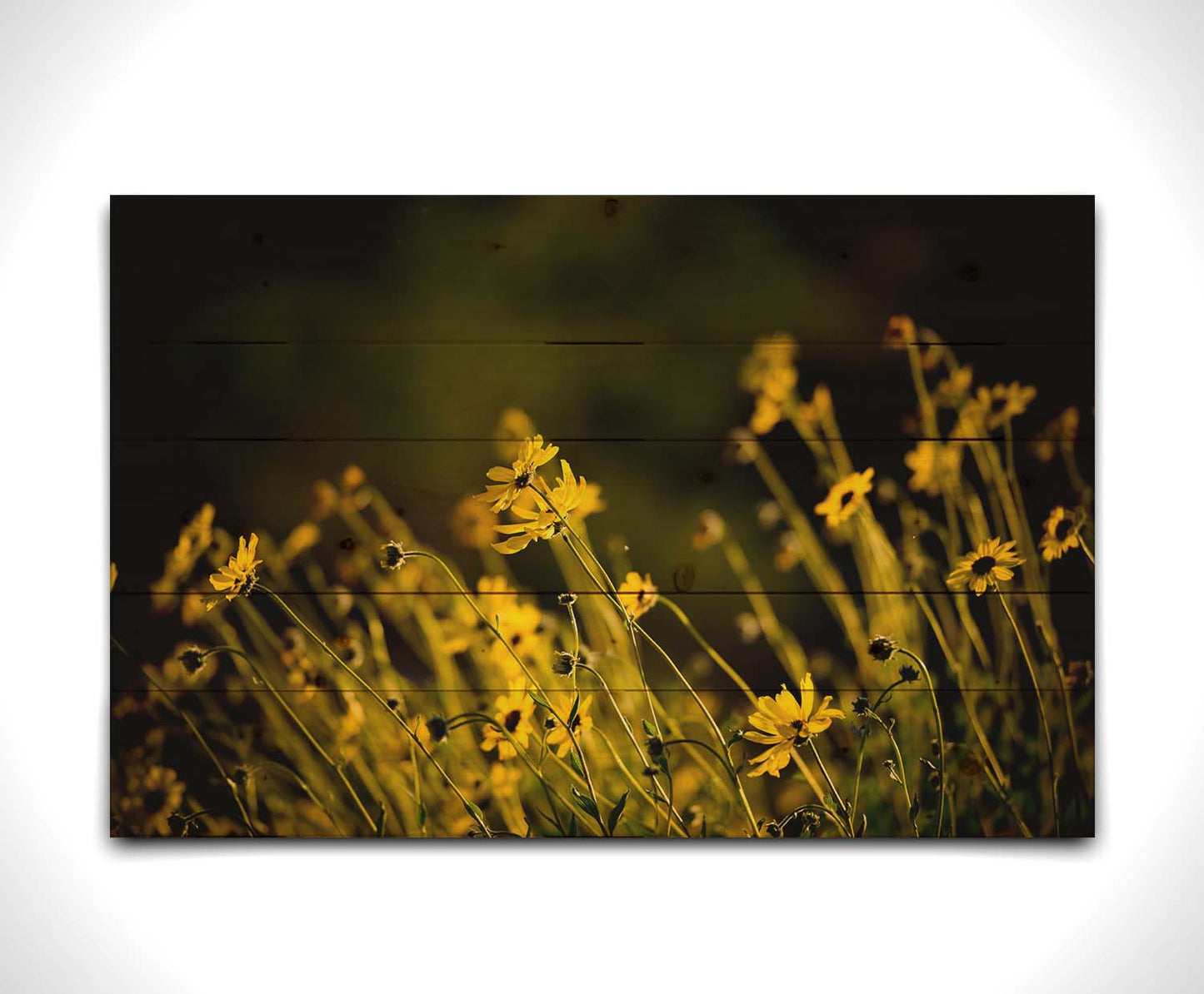 A photo of a bunch of small, yellow wildflowers in high contrast to a dark green background and vignette. Printed on a wood pallet.