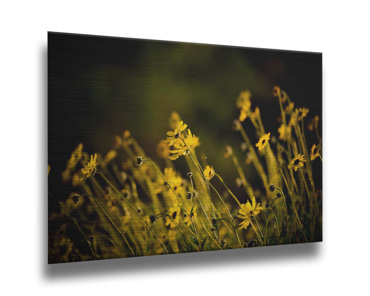 A photo of a bunch of small, yellow wildflowers in high contrast to a dark green background and vignette. Printed on metal.