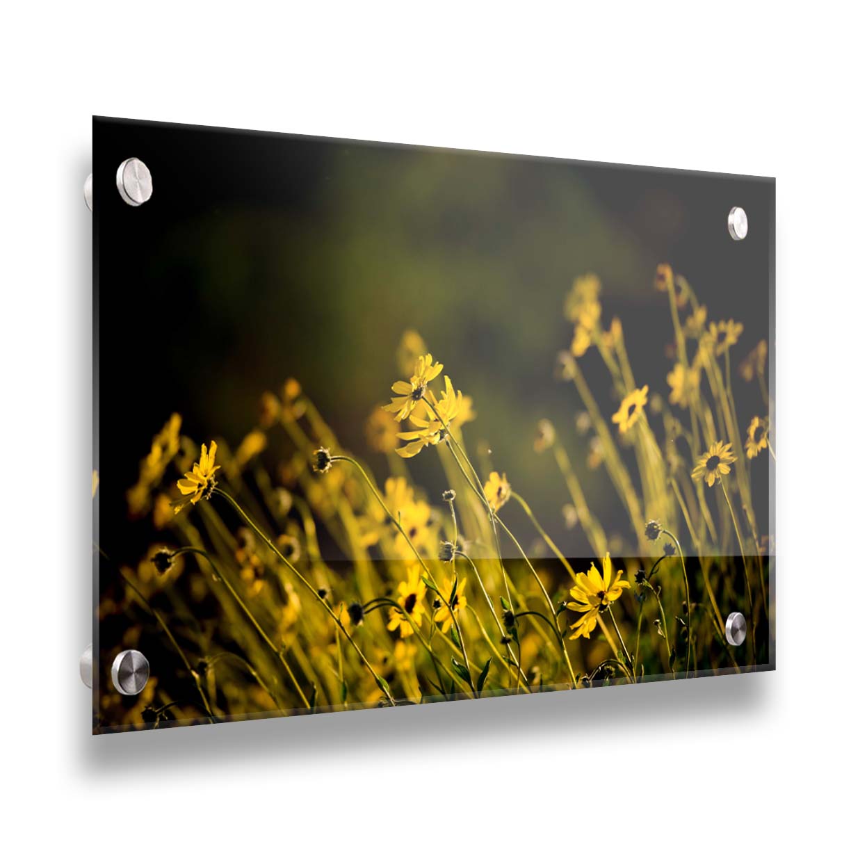 A photo of a bunch of small, yellow wildflowers in high contrast to a dark green background and vignette. Printed on acrylic.