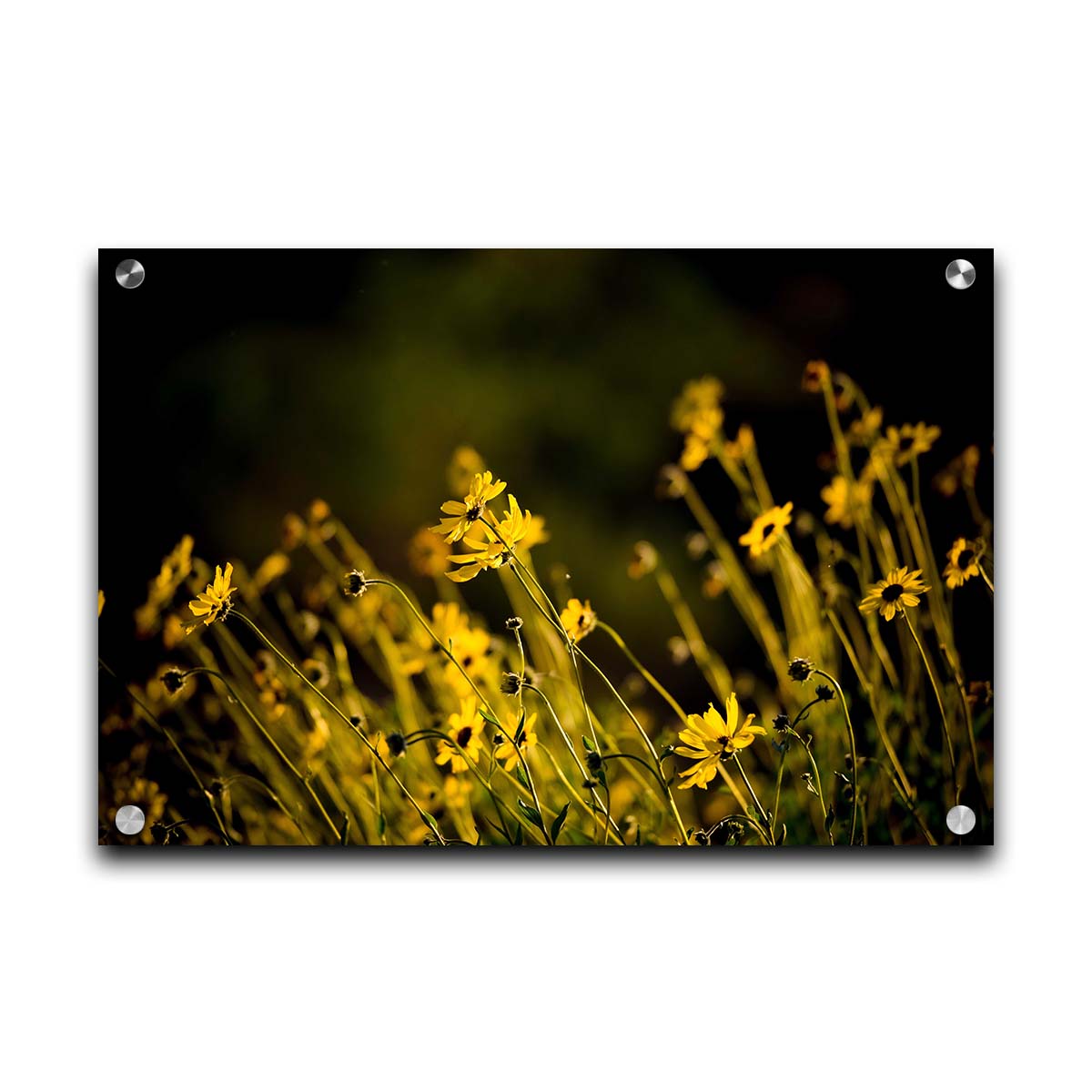 A photo of a bunch of small, yellow wildflowers in high contrast to a dark green background and vignette. Printed on acrylic.