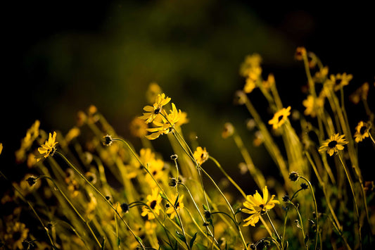 A photo of a bunch of small, yellow wildflowers in high contrast to a dark green background and vignette.