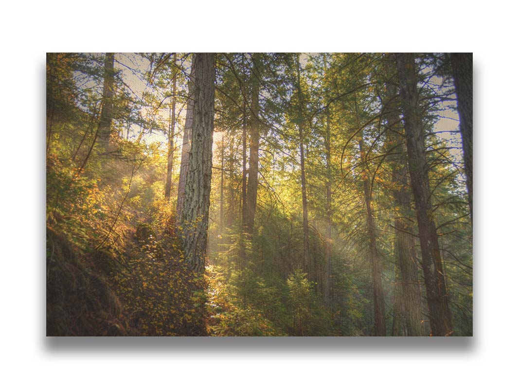 A photo of the McArthur-Burney Memorial Falls State Park forest, focusing on the sunlight beaming through the trees. Printed on canvas.