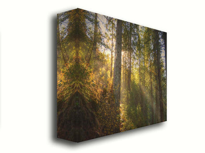 A photo of the McArthur-Burney Memorial Falls State Park forest, focusing on the sunlight beaming through the trees. Printed on canvas.