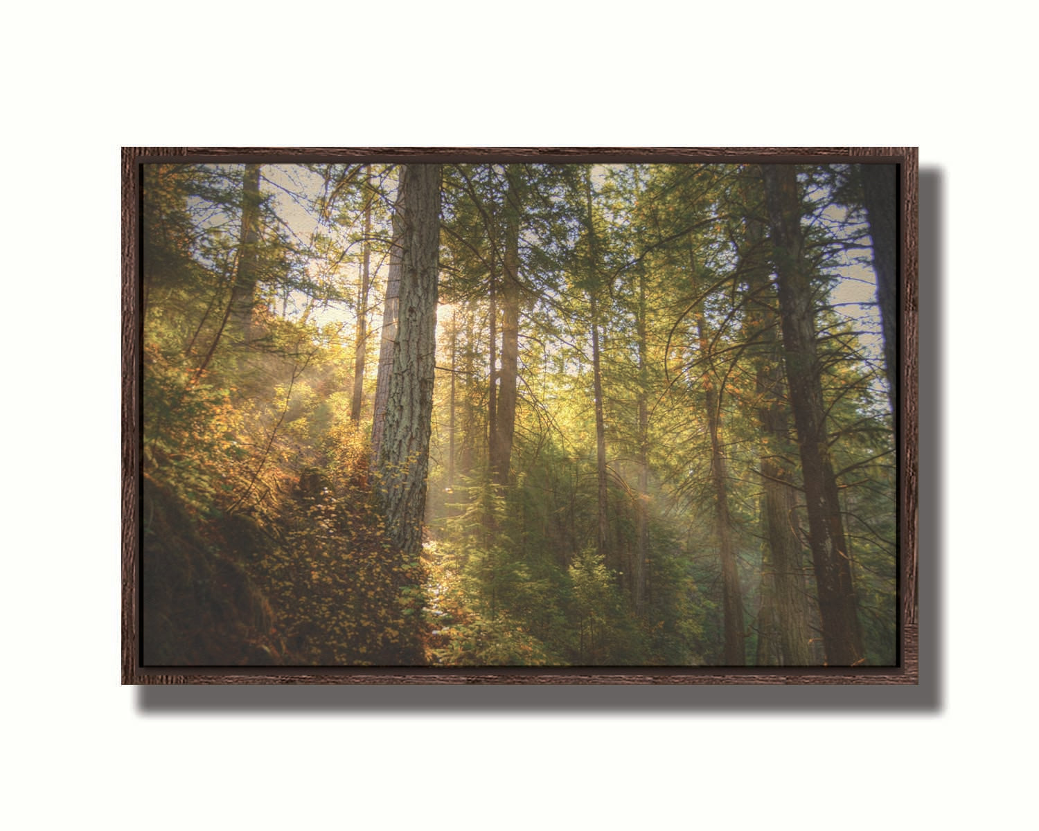 A photo of the McArthur-Burney Memorial Falls State Park forest, focusing on the sunlight beaming through the trees. Printed on canvas in a float frame.