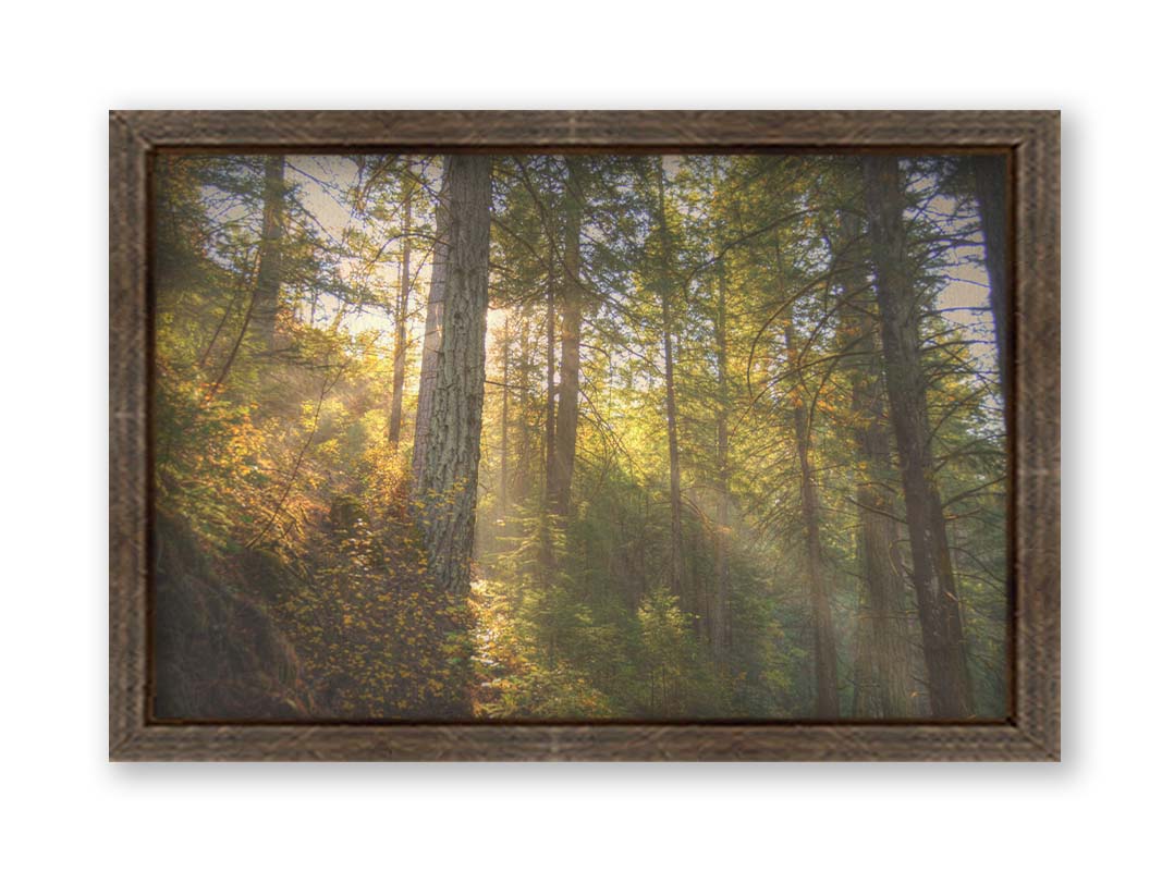 A photo of the McArthur-Burney Memorial Falls State Park forest, focusing on the sunlight beaming through the trees. Printed on canvas and framed.