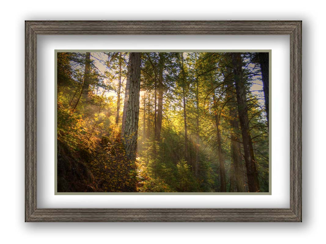 A photo of the McArthur-Burney Memorial Falls State Park forest, focusing on the sunlight beaming through the trees. Printed on paper, matted, and framed.