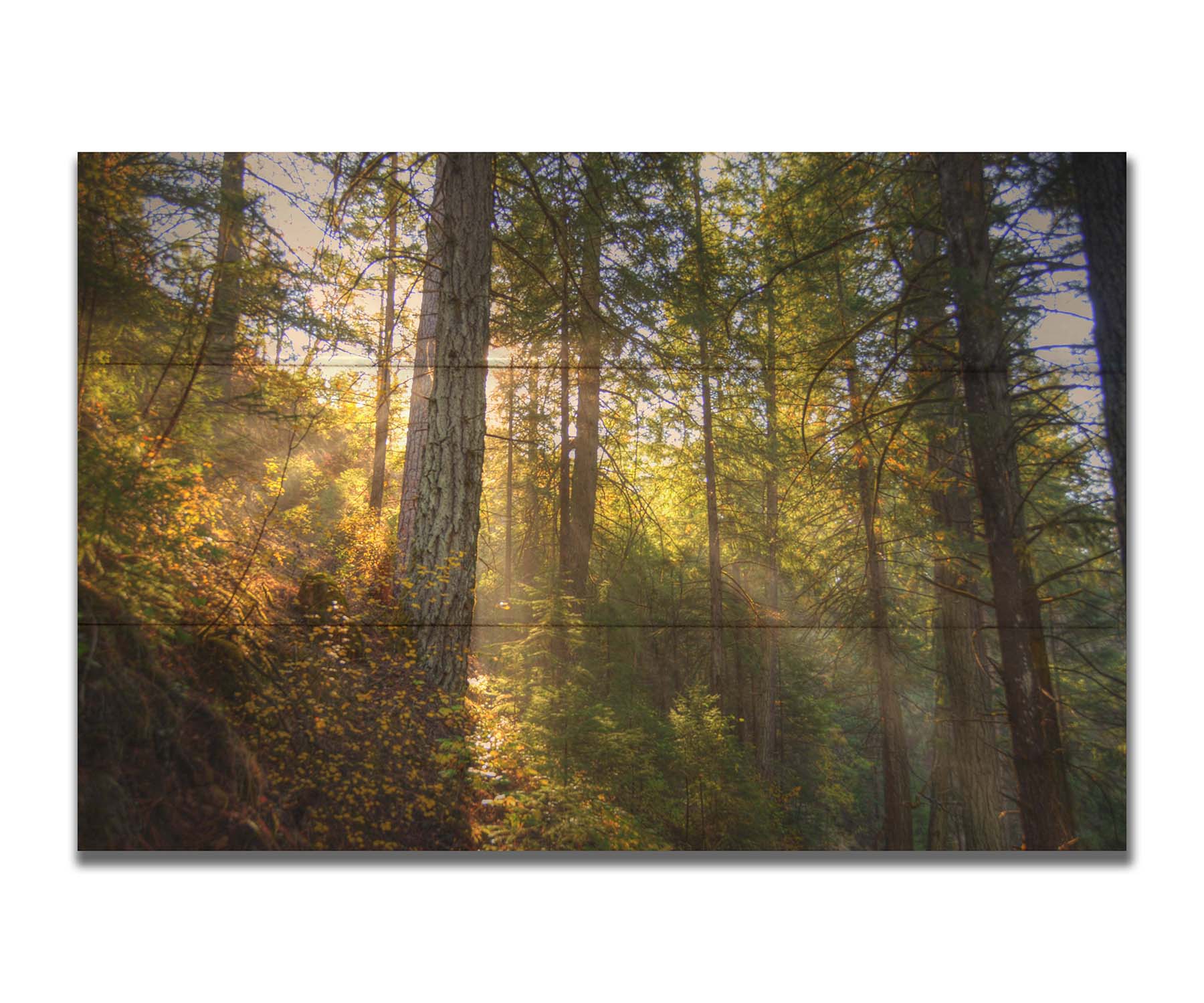 A photo of the McArthur-Burney Memorial Falls State Park forest, focusing on the sunlight beaming through the trees. Printed on a box board.