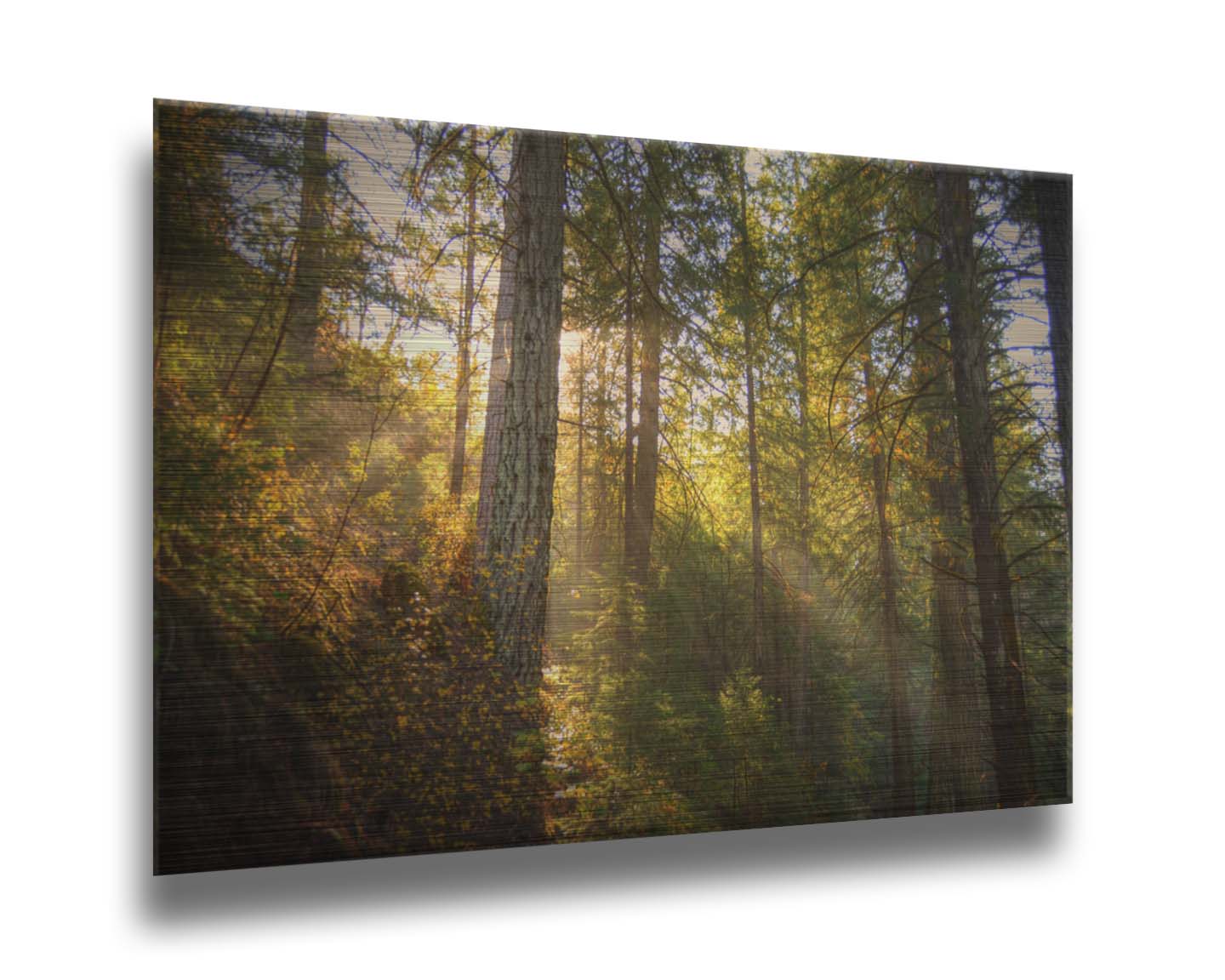 A photo of the McArthur-Burney Memorial Falls State Park forest, focusing on the sunlight beaming through the trees. Printed on metal.