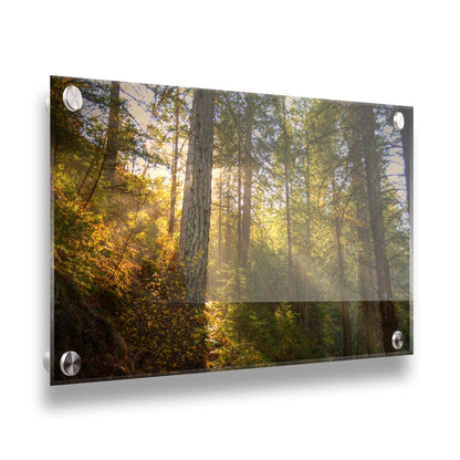 A photo of the McArthur-Burney Memorial Falls State Park forest, focusing on the sunlight beaming through the trees. Printed on acrylic.