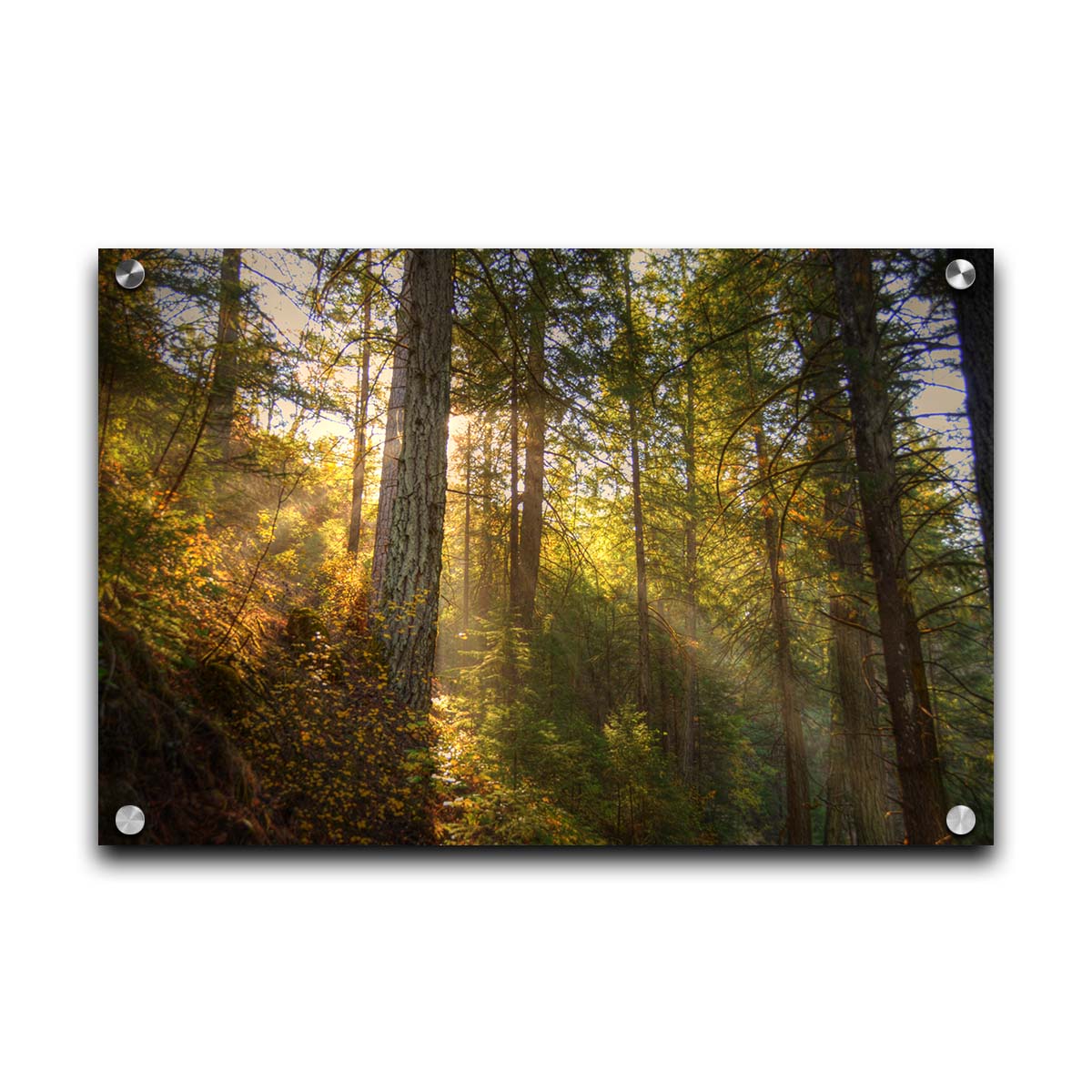 A photo of the McArthur-Burney Memorial Falls State Park forest, focusing on the sunlight beaming through the trees. Printed on acrylic.