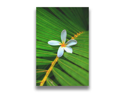 A closeup photo of a white plumeria flower resting on a bright green palm leaf. Printed on canvas.