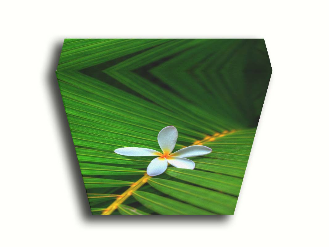 A closeup photo of a white plumeria flower resting on a bright green palm leaf. Printed on canvas.