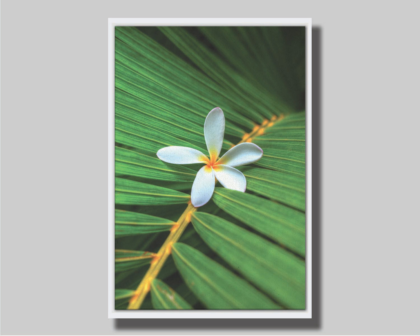 A closeup photo of a white plumeria flower resting on a bright green palm leaf. Printed on canvas in a float frame.