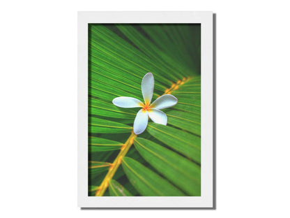 A closeup photo of a white plumeria flower resting on a bright green palm leaf. Printed on canvas and framed.