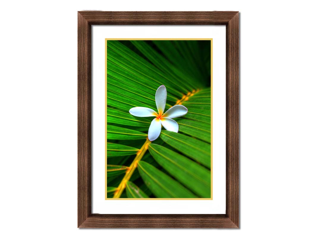 A closeup photo of a white plumeria flower resting on a bright green palm leaf. Printed on a wood pallet.