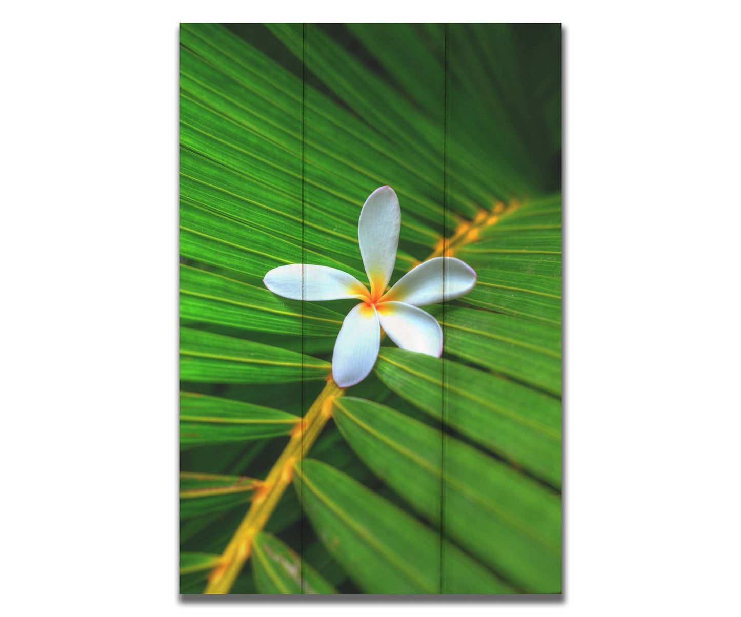 A closeup photo of a white plumeria flower resting on a bright green palm leaf. Printed on acrylic.