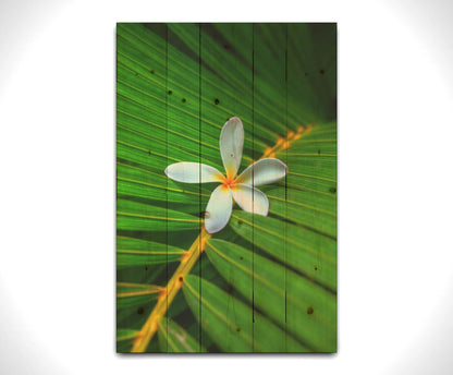 A closeup photo of a white plumeria flower resting on a bright green palm leaf. Printed on a box board.