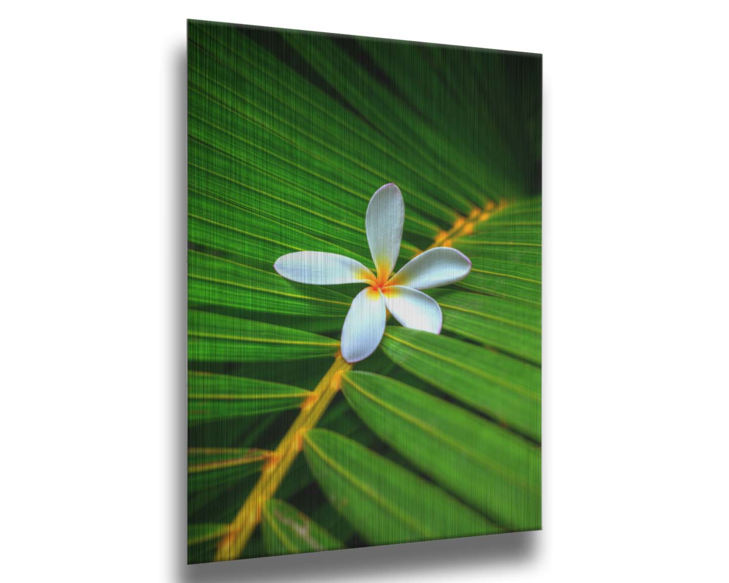 A closeup photo of a white plumeria flower resting on a bright green palm leaf. Printed on metal.