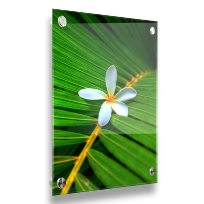 A closeup photo of a white plumeria flower resting on a bright green palm leaf. Printed on acrylic.