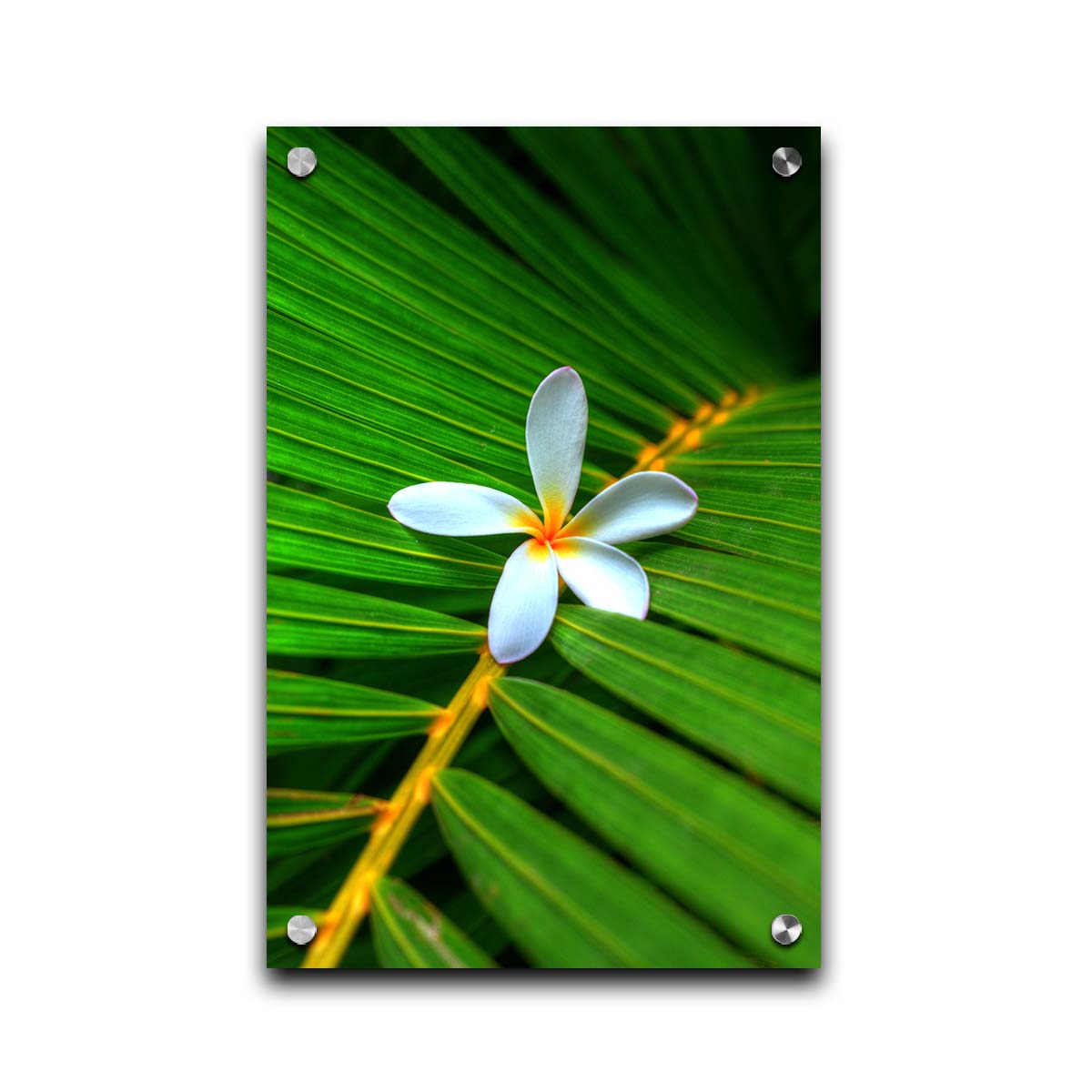 A closeup photo of a white plumeria flower resting on a bright green palm leaf. Printed on acrylic.